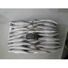 Whole Round Frozen Fish Pacific Mackerel for Bait